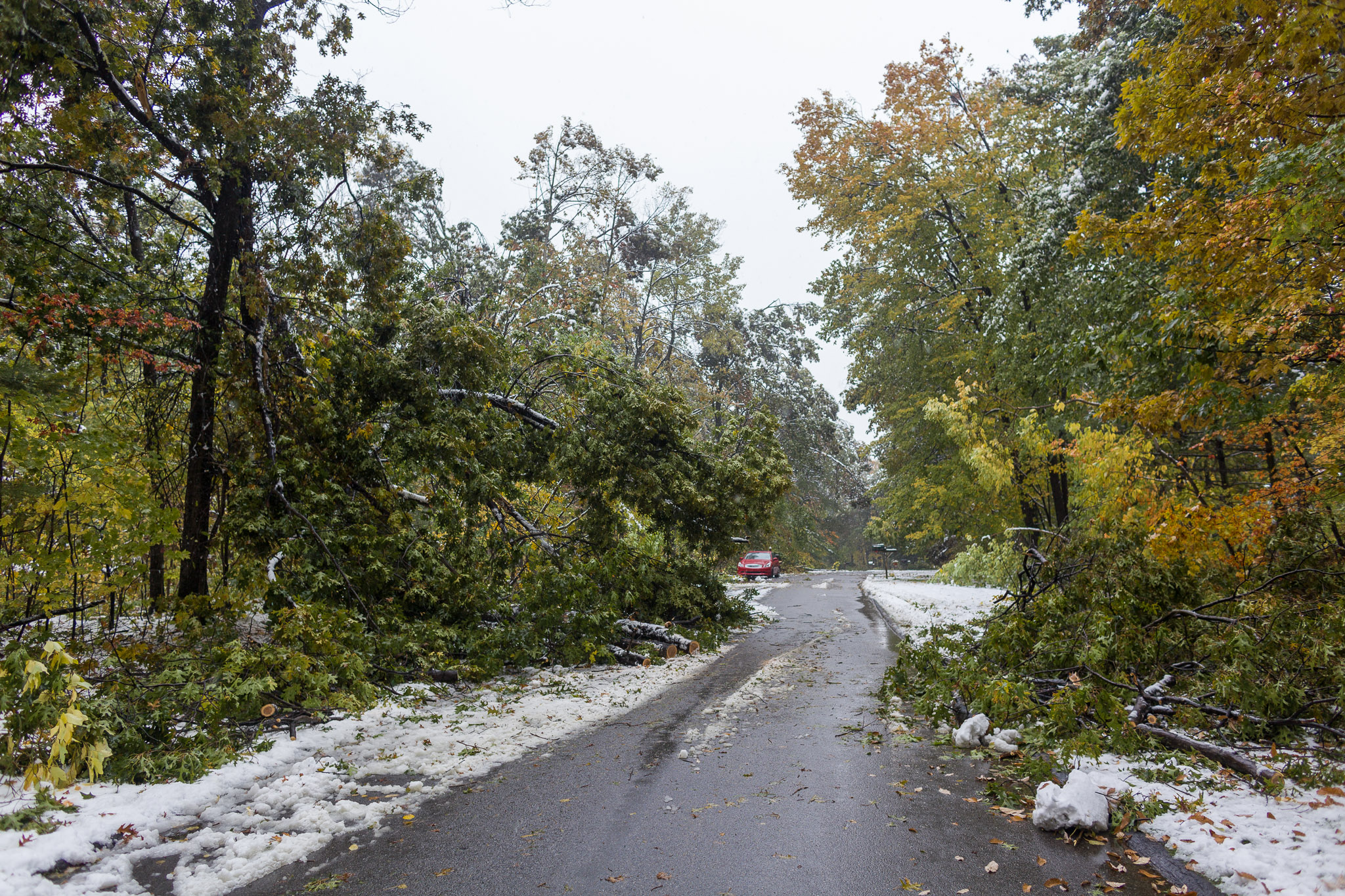 Road covered in downed trees